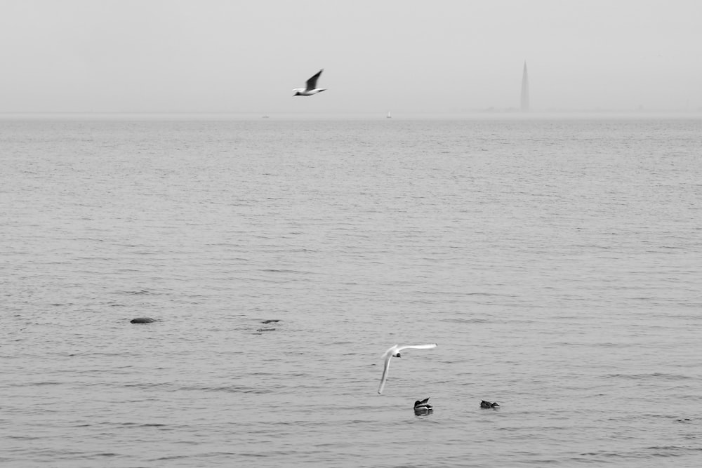 a black and white photo of a bird flying over the water