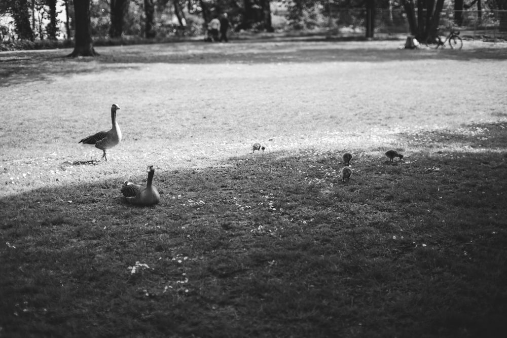 a black and white photo of ducks and geese in a park