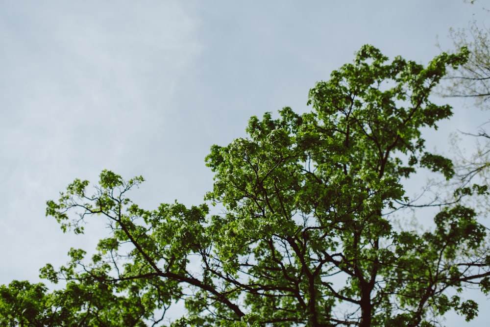 un árbol con hojas verdes contra un cielo azul