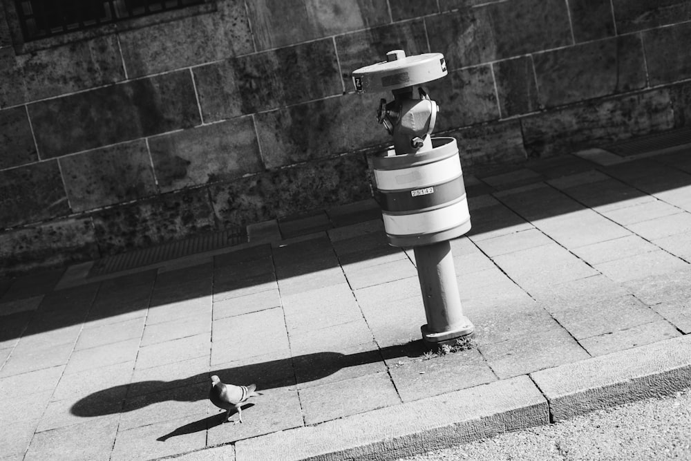 a black and white photo of a bird on a sidewalk