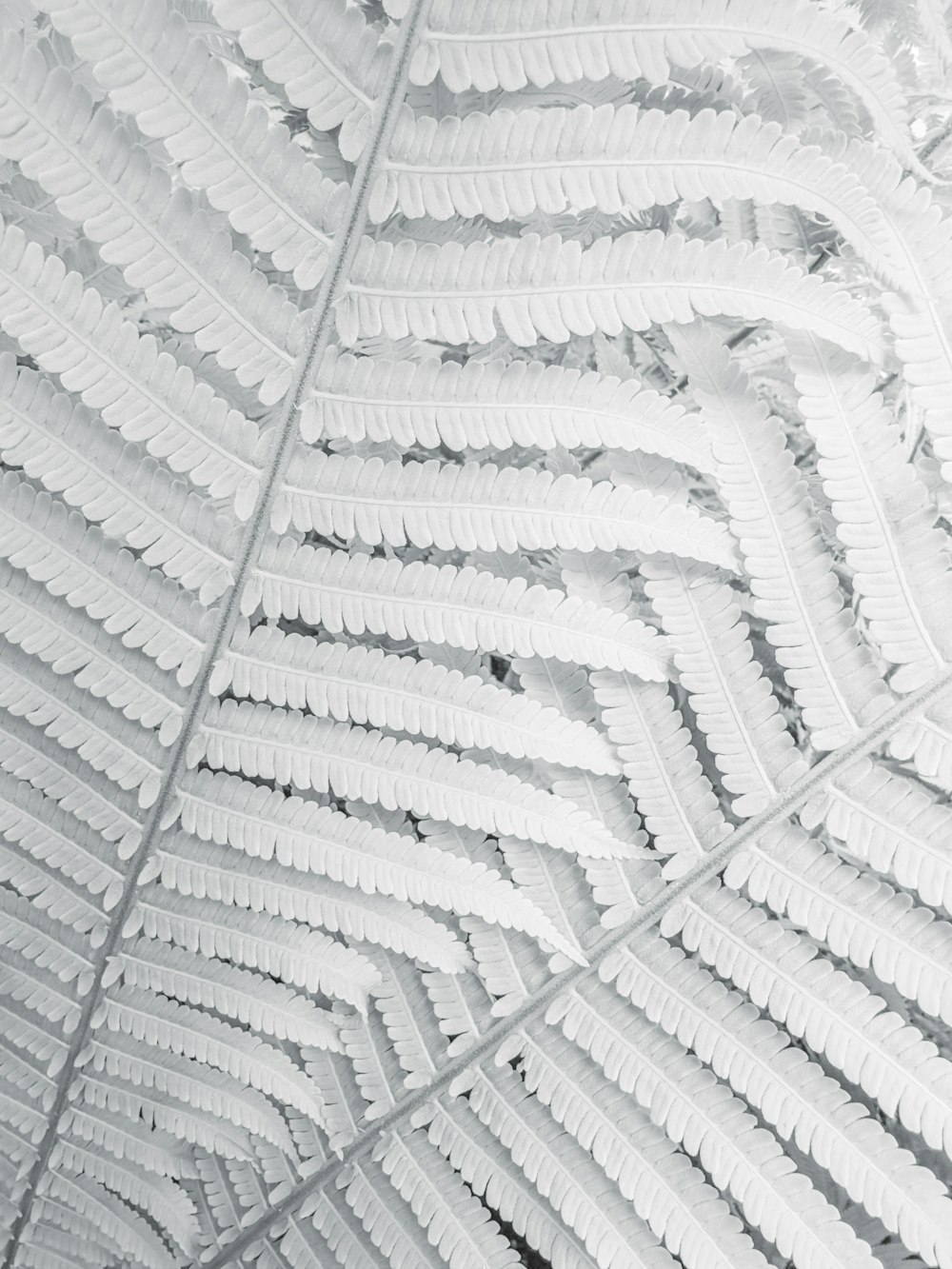 a close up view of a white leaf