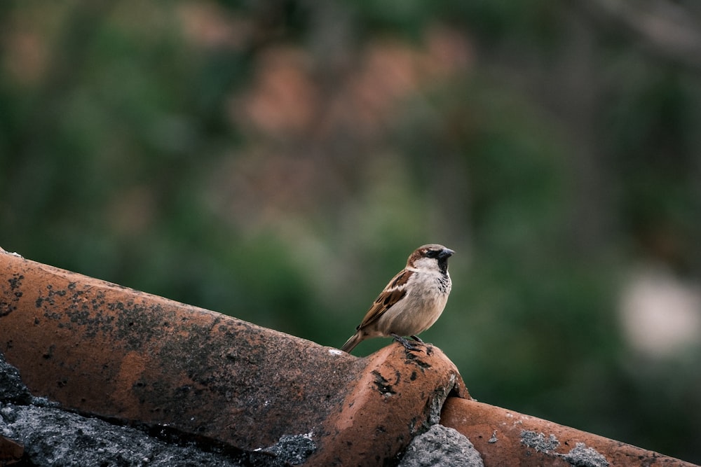 a small bird sitting on top of a rusted roof