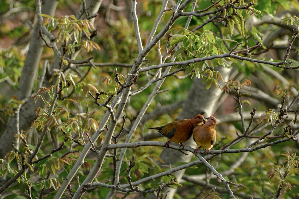 a couple of birds sitting on top of a tree branch