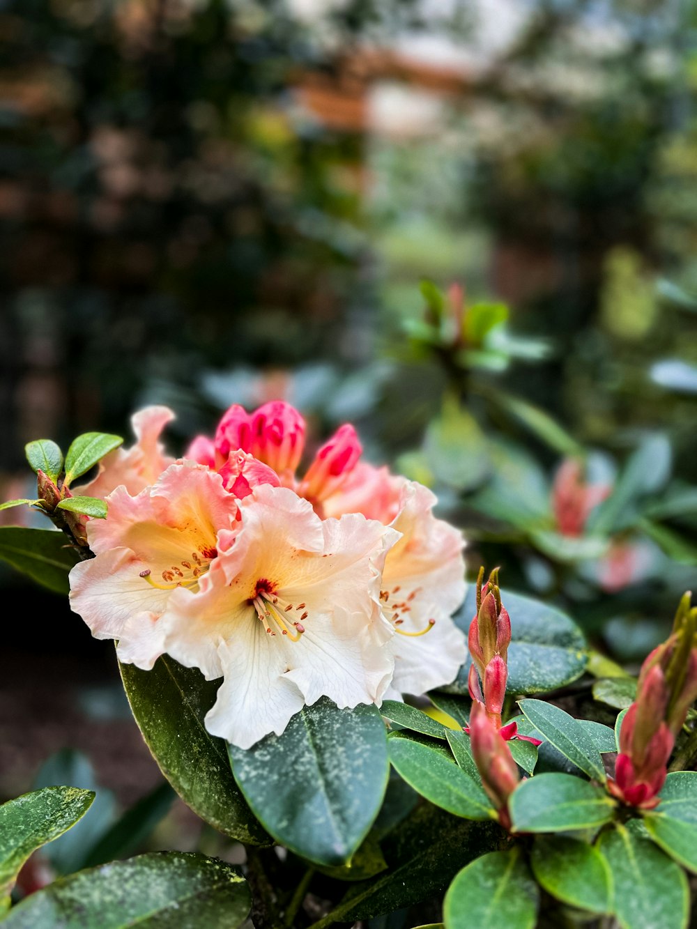 a close up of a flower on a bush