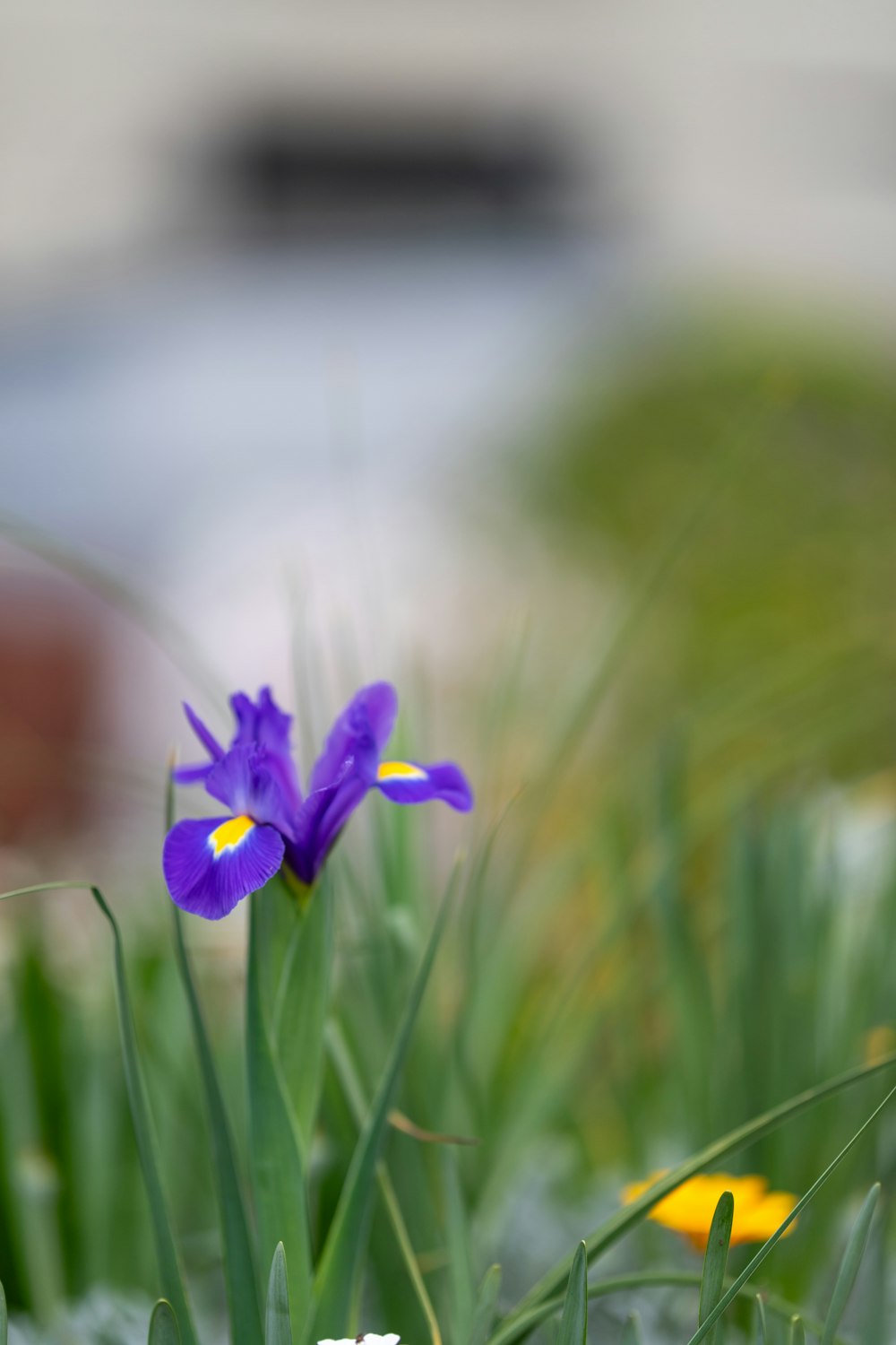 a purple flower is growing in the grass