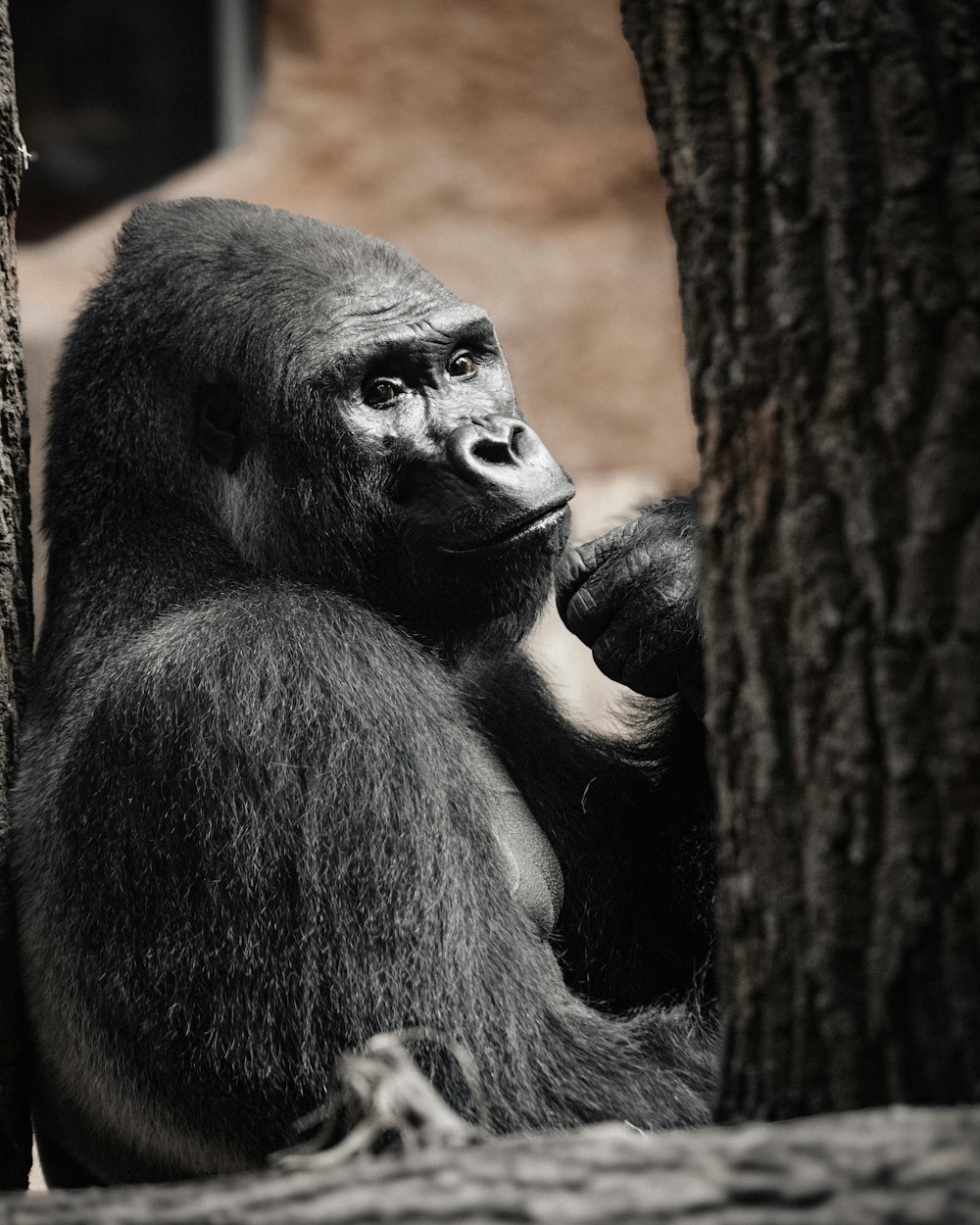 a gorilla sitting in the shade of a tree