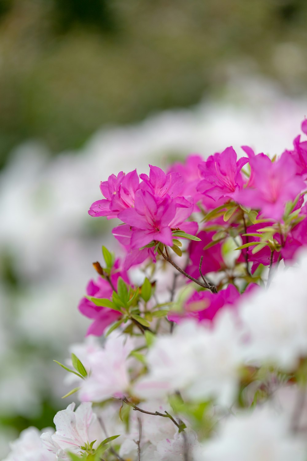 a bunch of pink and white flowers in a field