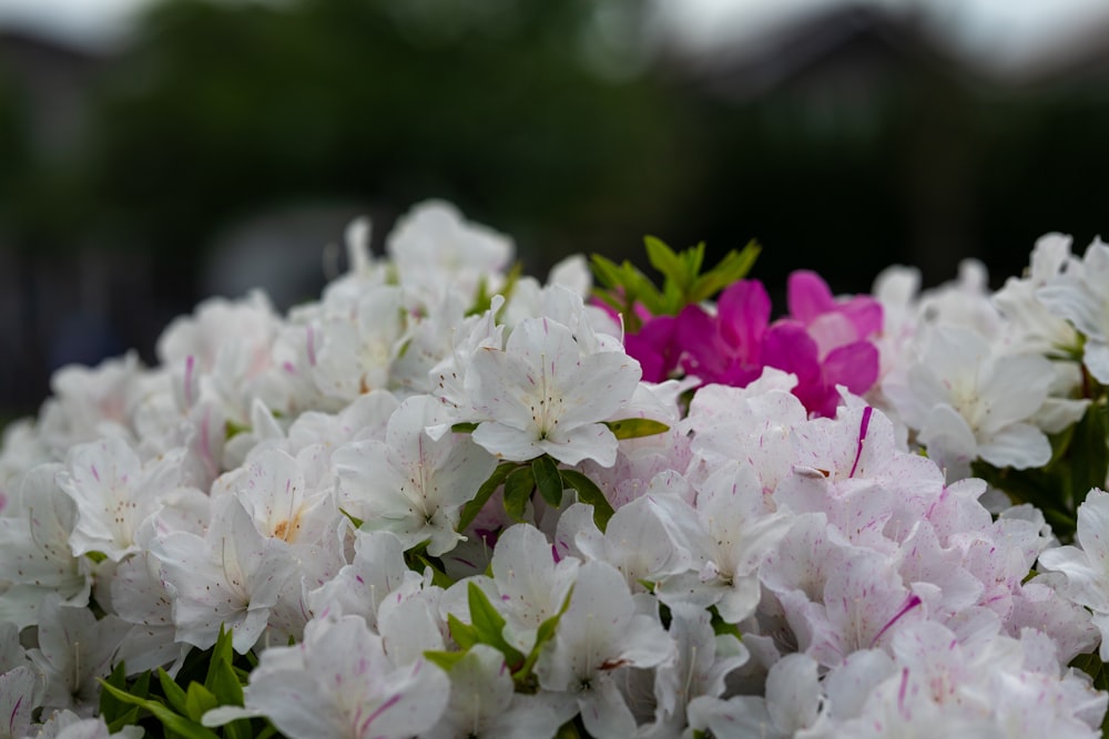 a bunch of white and pink flowers with green leaves