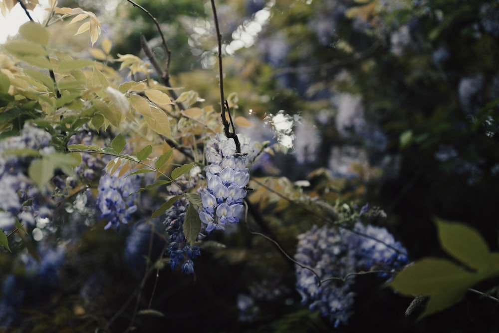 a bunch of blue flowers that are on a tree