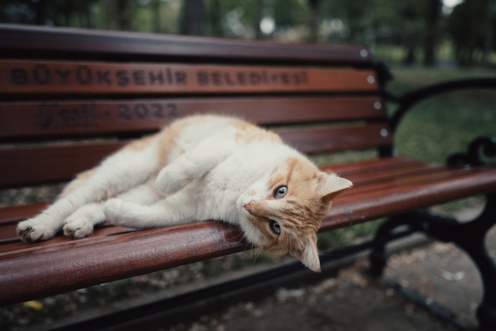 an orange and white cat laying on top of a wooden bench