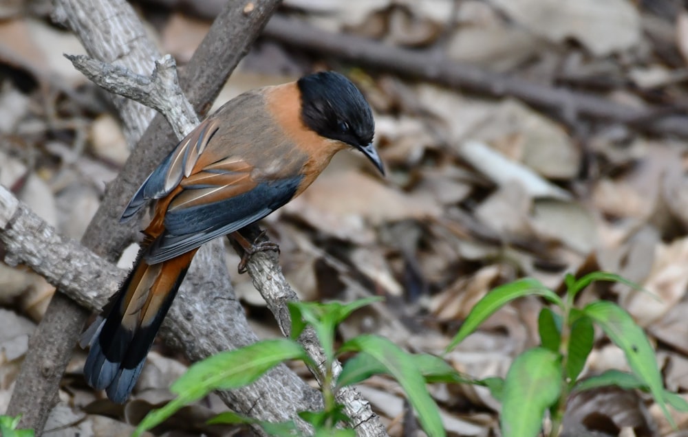 a bird is sitting on a branch in the woods