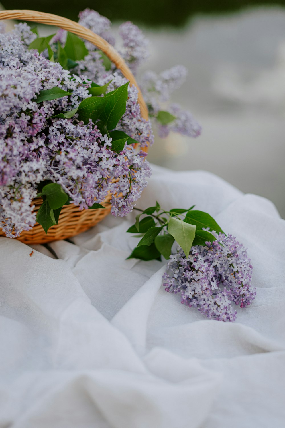 a wicker basket filled with lilacs on a white cloth