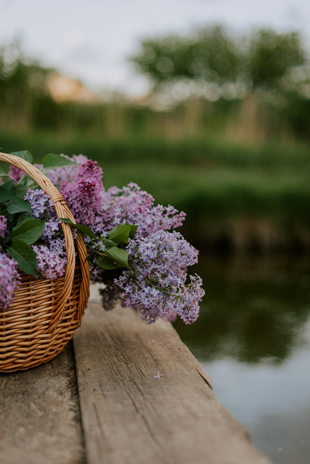 a wicker basket filled with purple lilacs