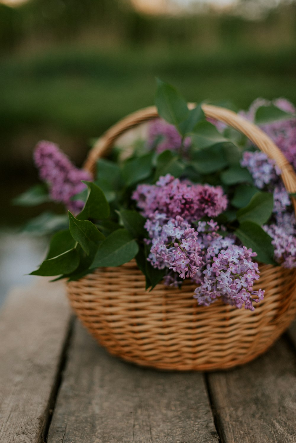 a wicker basket filled with purple flowers
