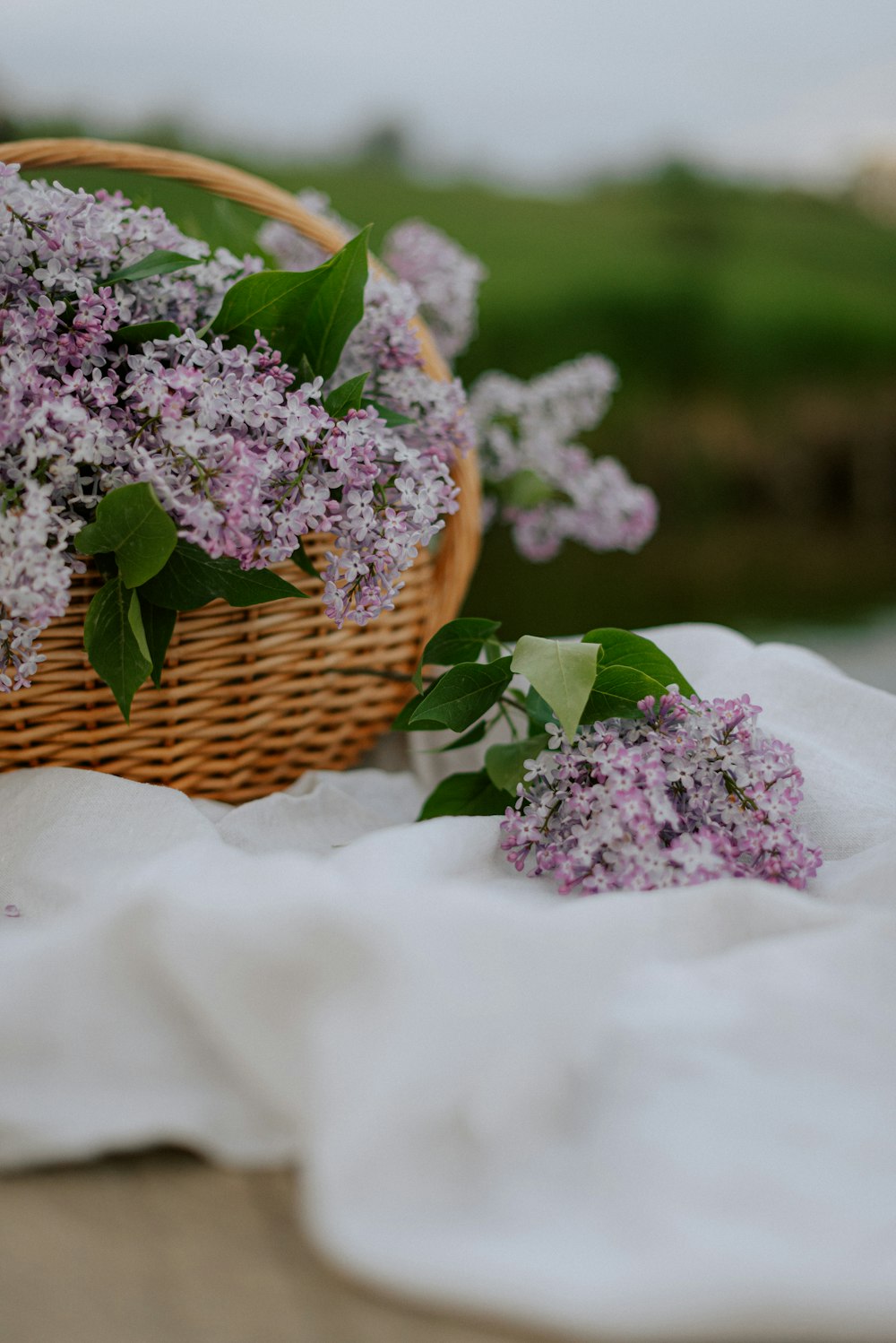 a wicker basket filled with lilacs on a table