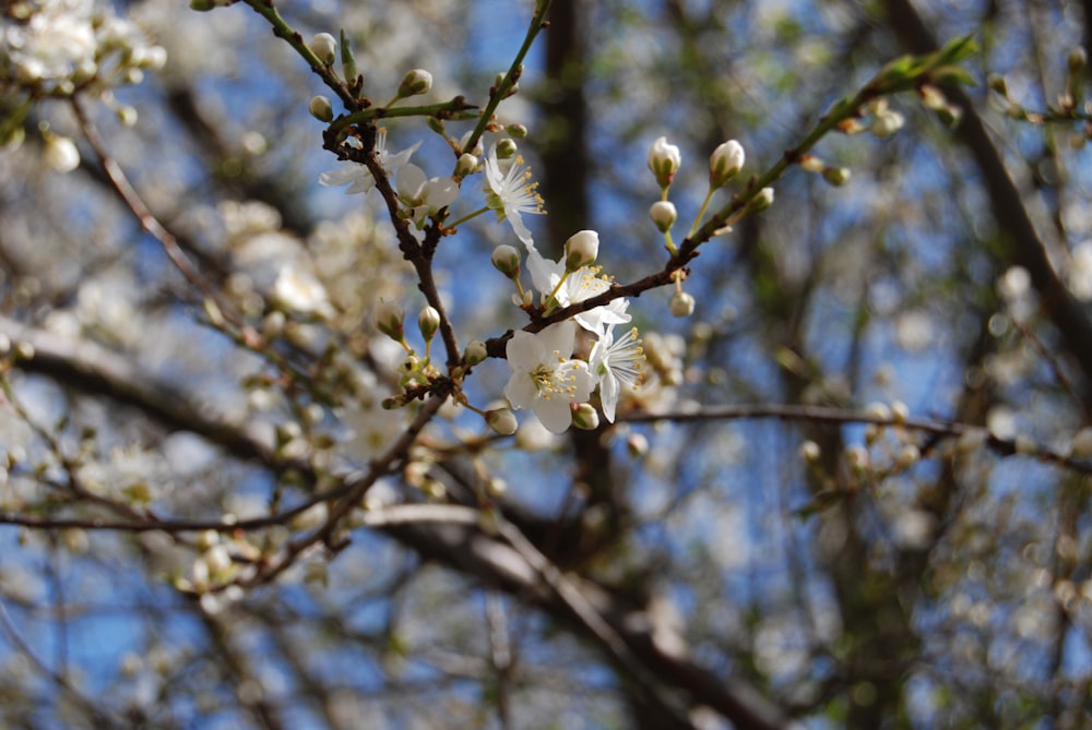 a tree with white flowers and green leaves