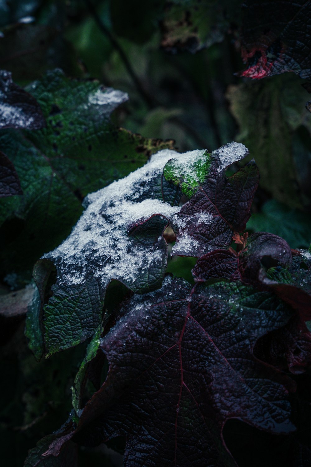 a close up of a leaf with snow on it