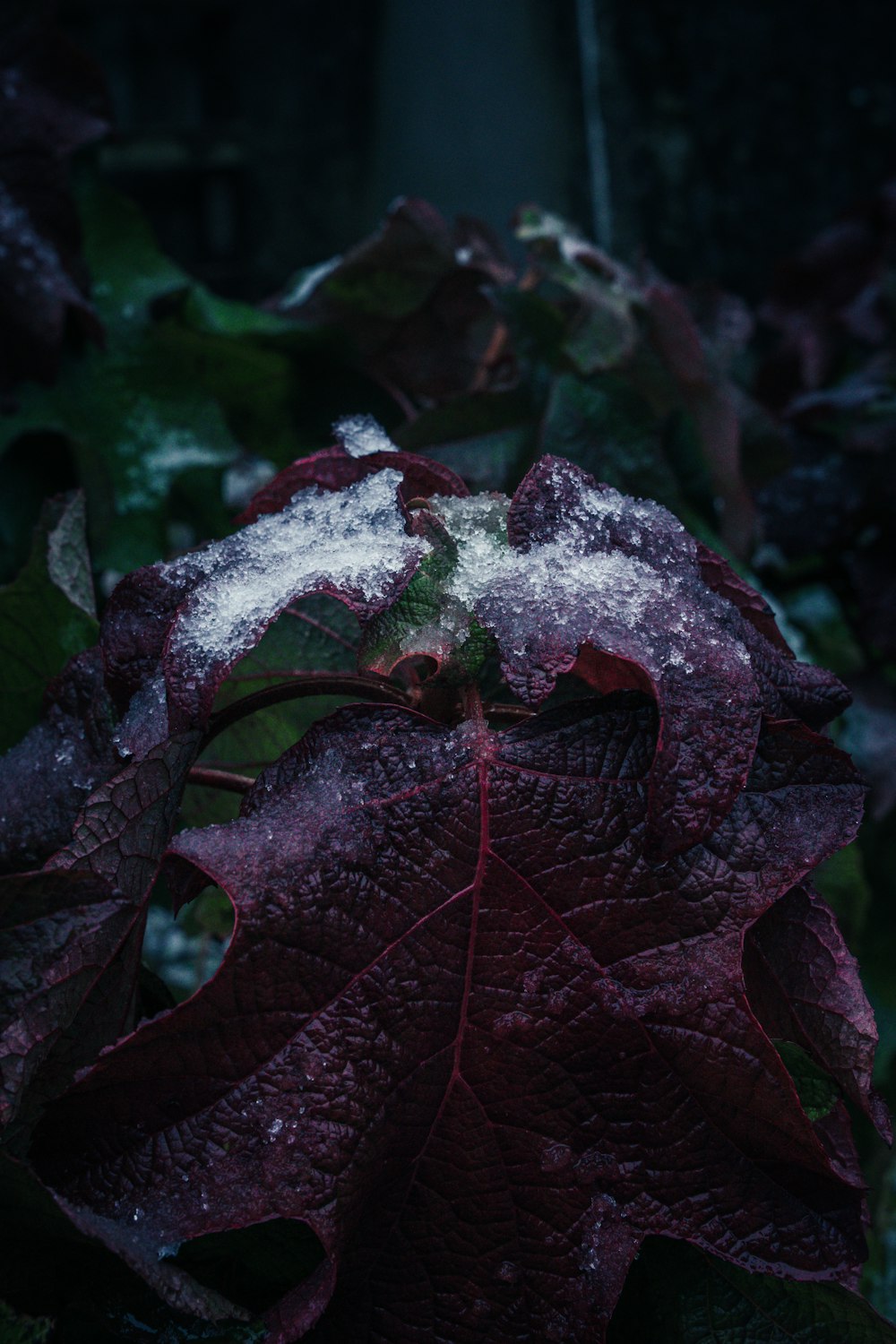 a red leaf with snow on top of it