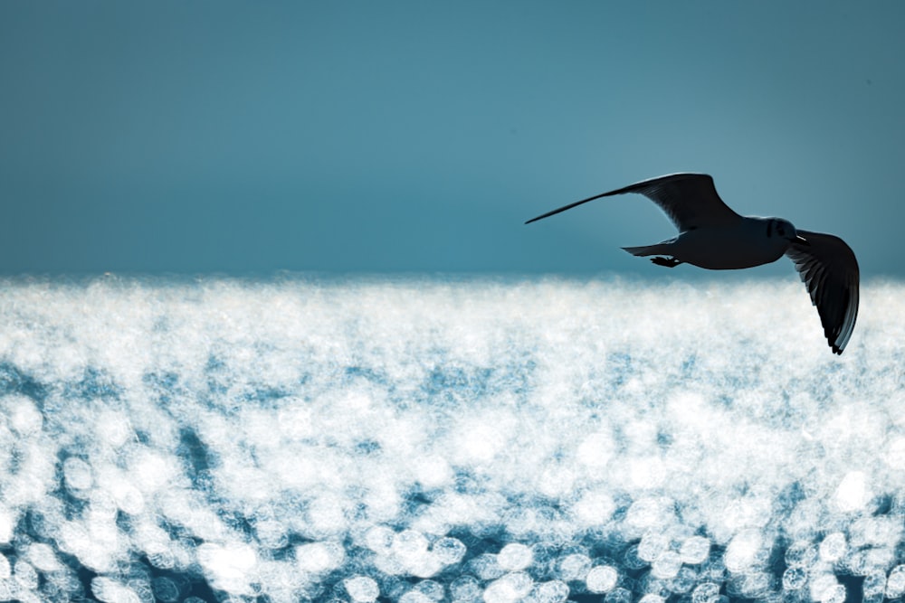 a bird flying over a large body of water