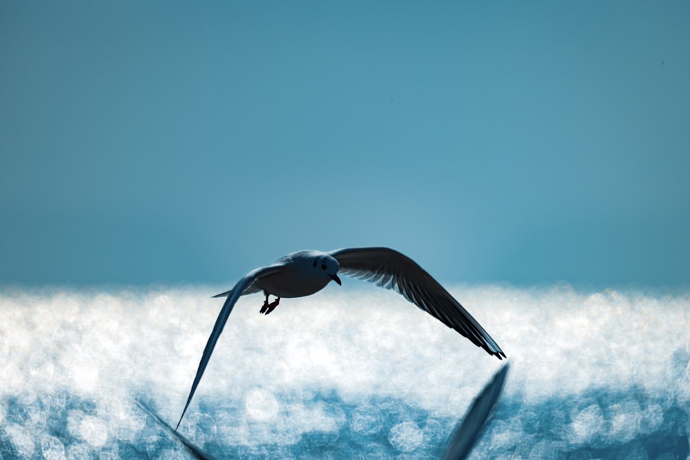 a bird flying over a body of water