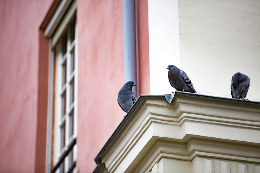 a group of pigeons sitting on top of a building