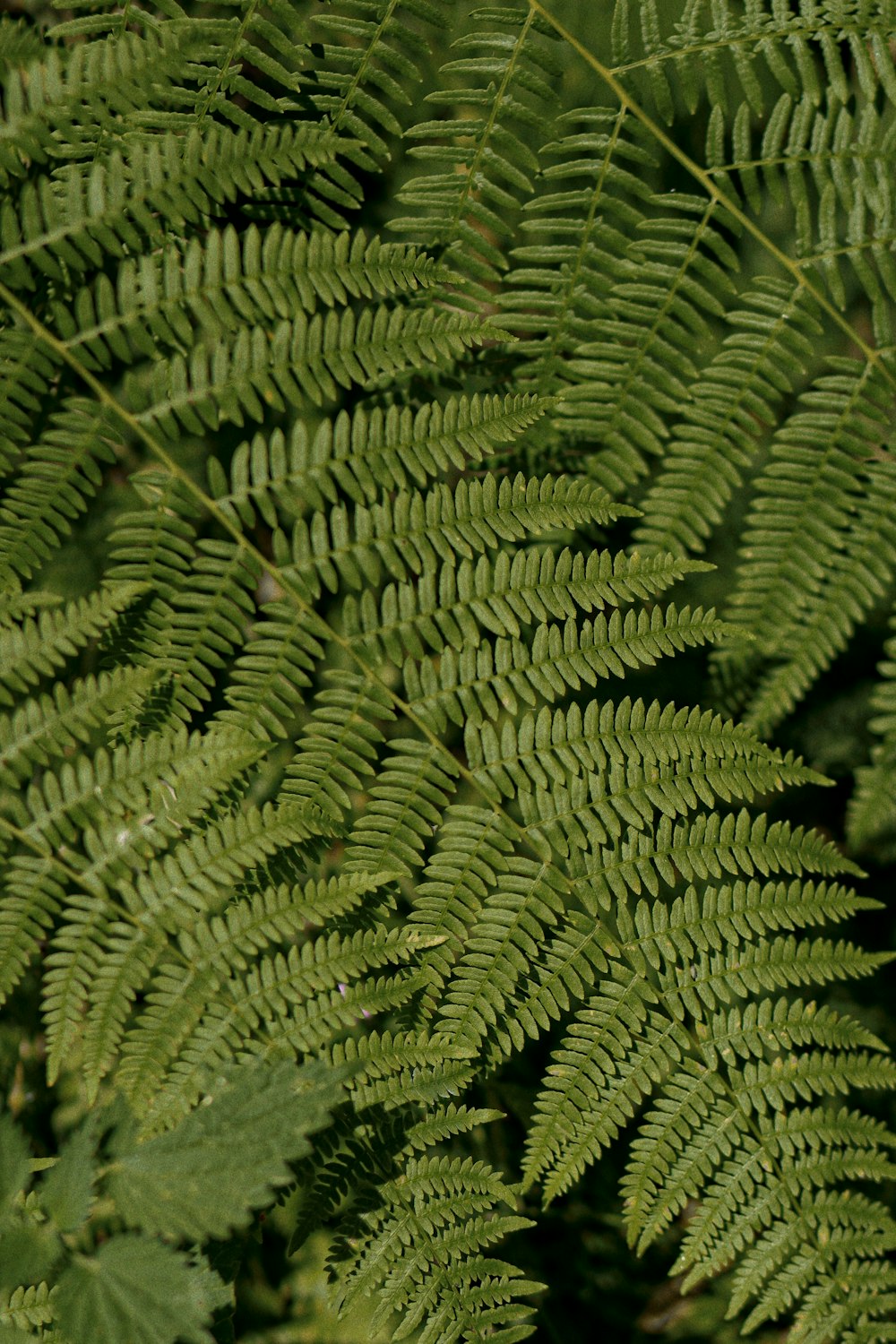 a close up of a green plant with lots of leaves