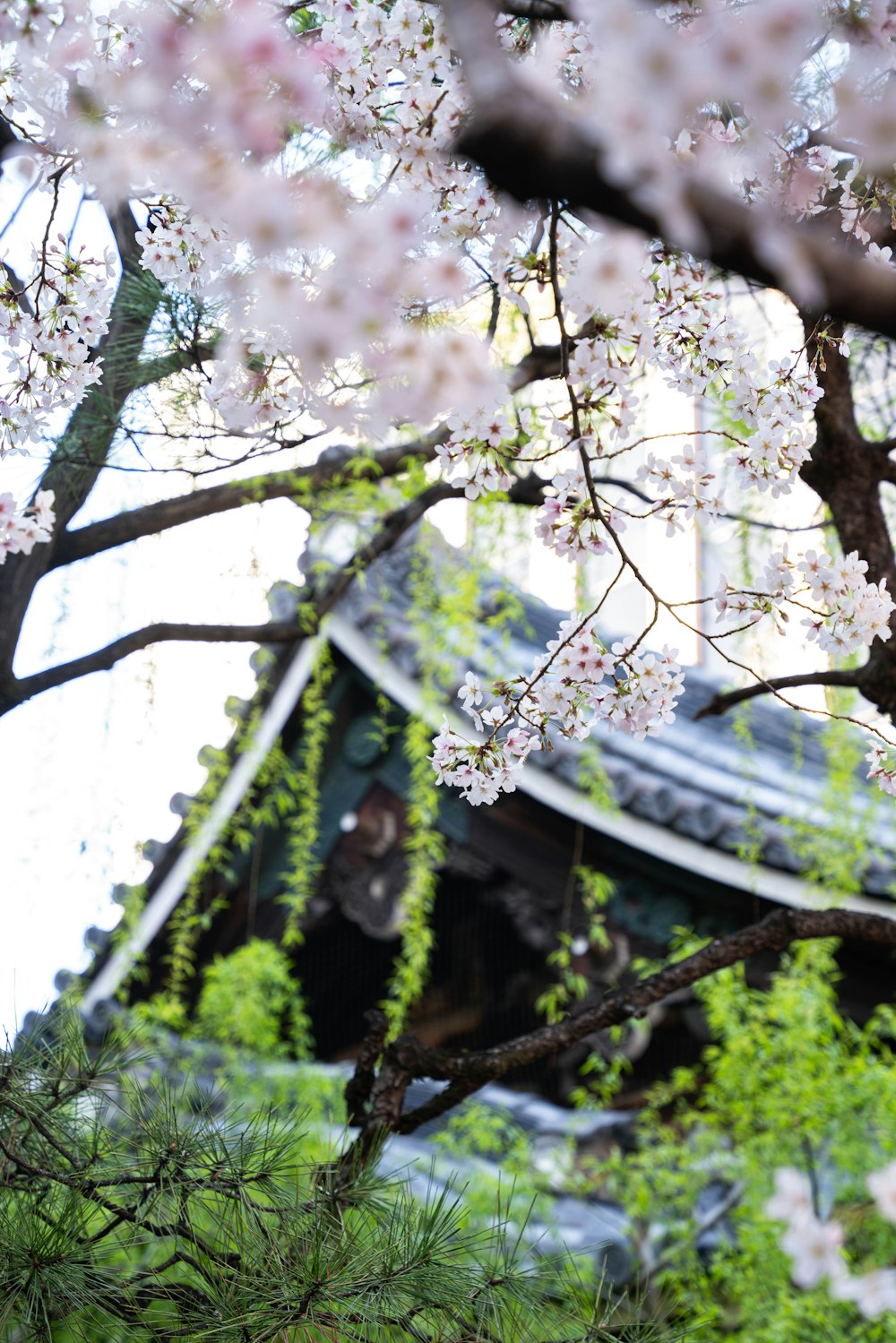 a tree with white flowers and a building in the background