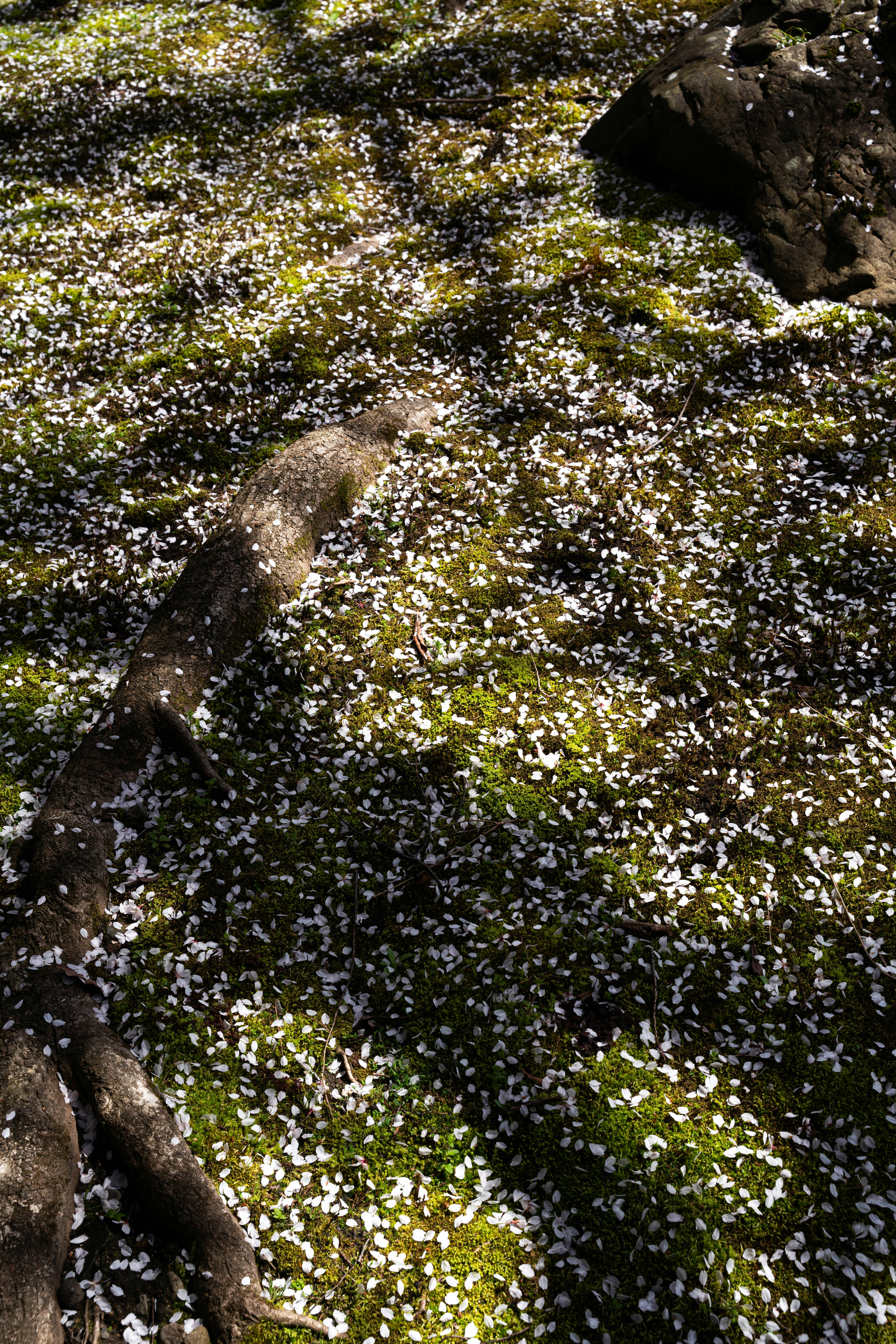 Photo by davidemrich