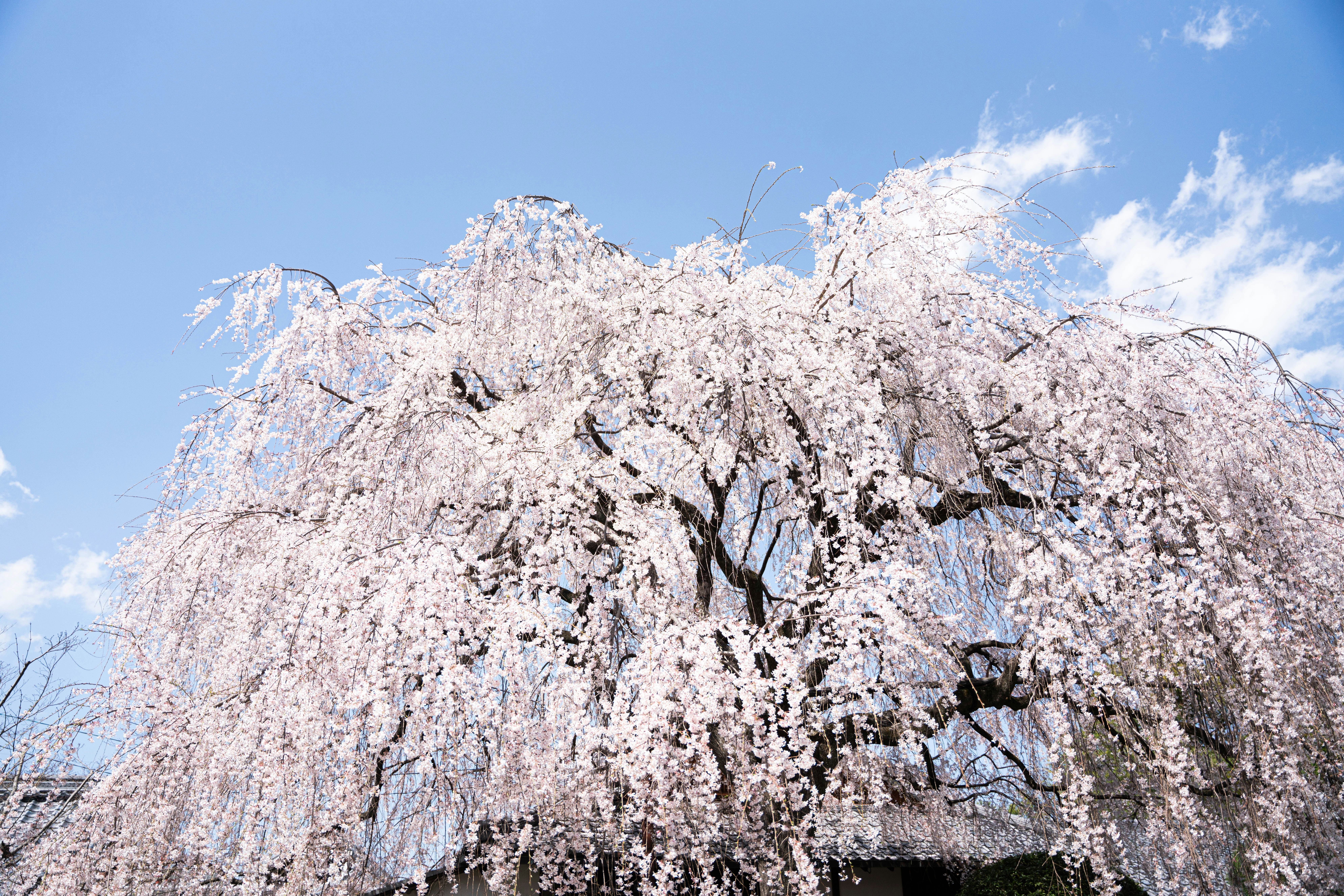 ein großer weißer Baum vor blauem Himmel