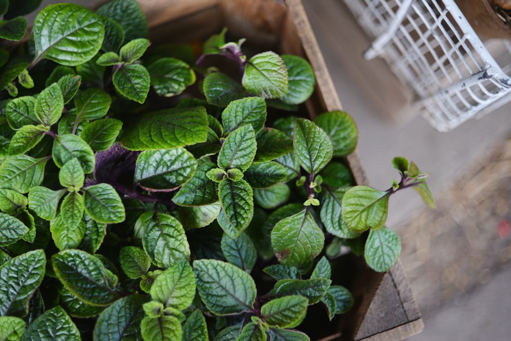 a box filled with lots of green leaves