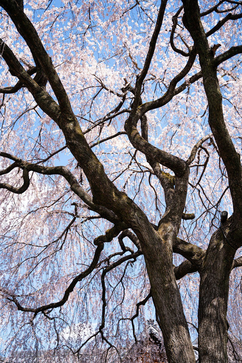 a large tree with lots of pink flowers