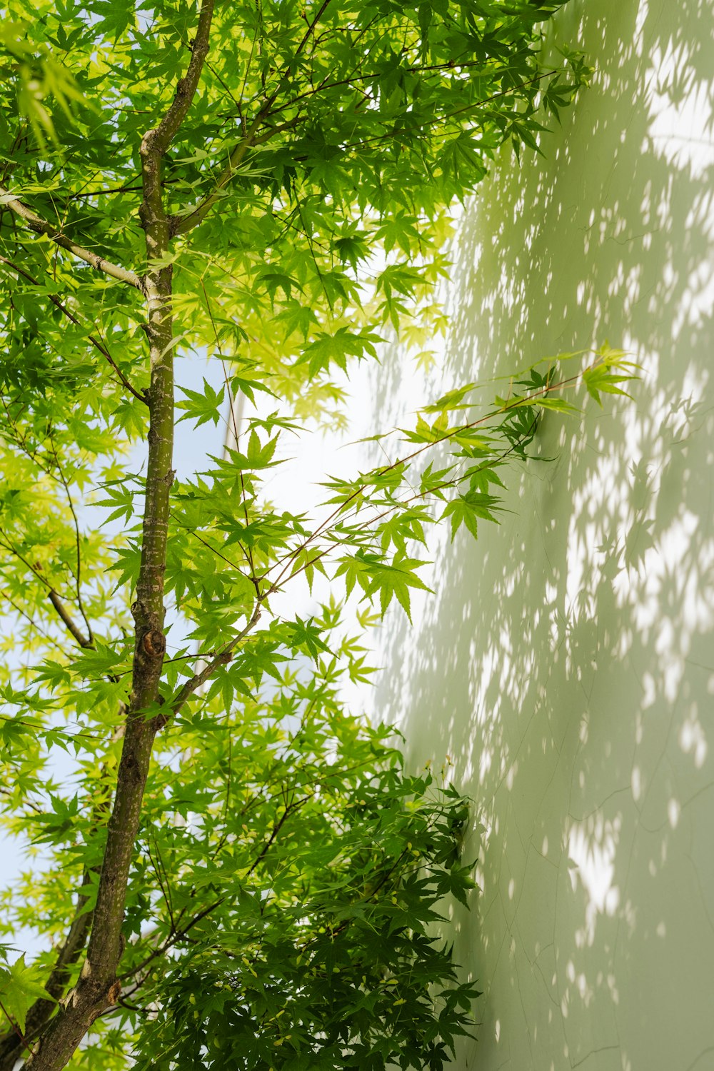 a tree casts a shadow on a wall