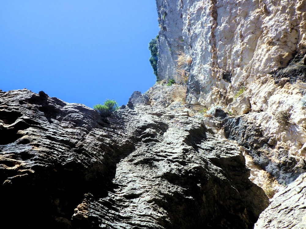 a rocky cliff with a small tree growing out of it