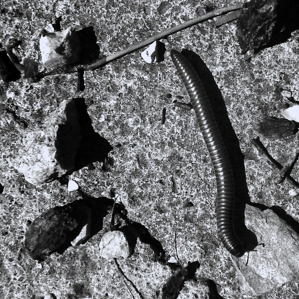 a very cute looking insect laying on the ground