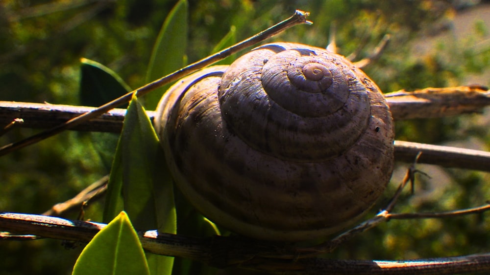 a close up of a snail on a tree branch