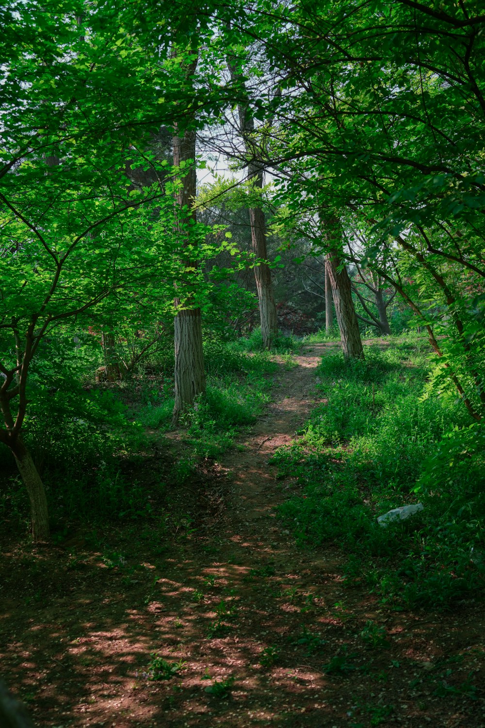 a path in the middle of a green forest