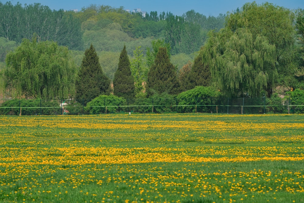 a field with yellow flowers and trees in the background