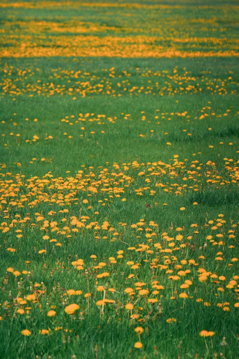 a field full of yellow flowers and green grass