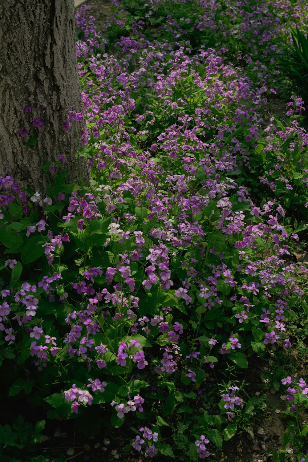 a field of purple flowers next to a tree