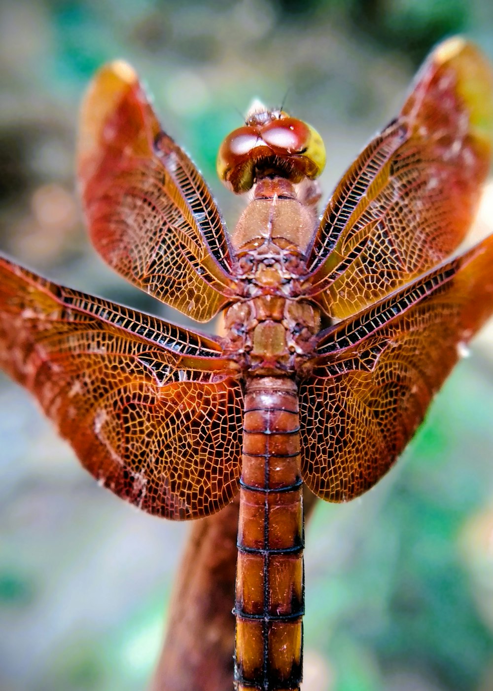 a close up of a dragonfly on a branch
