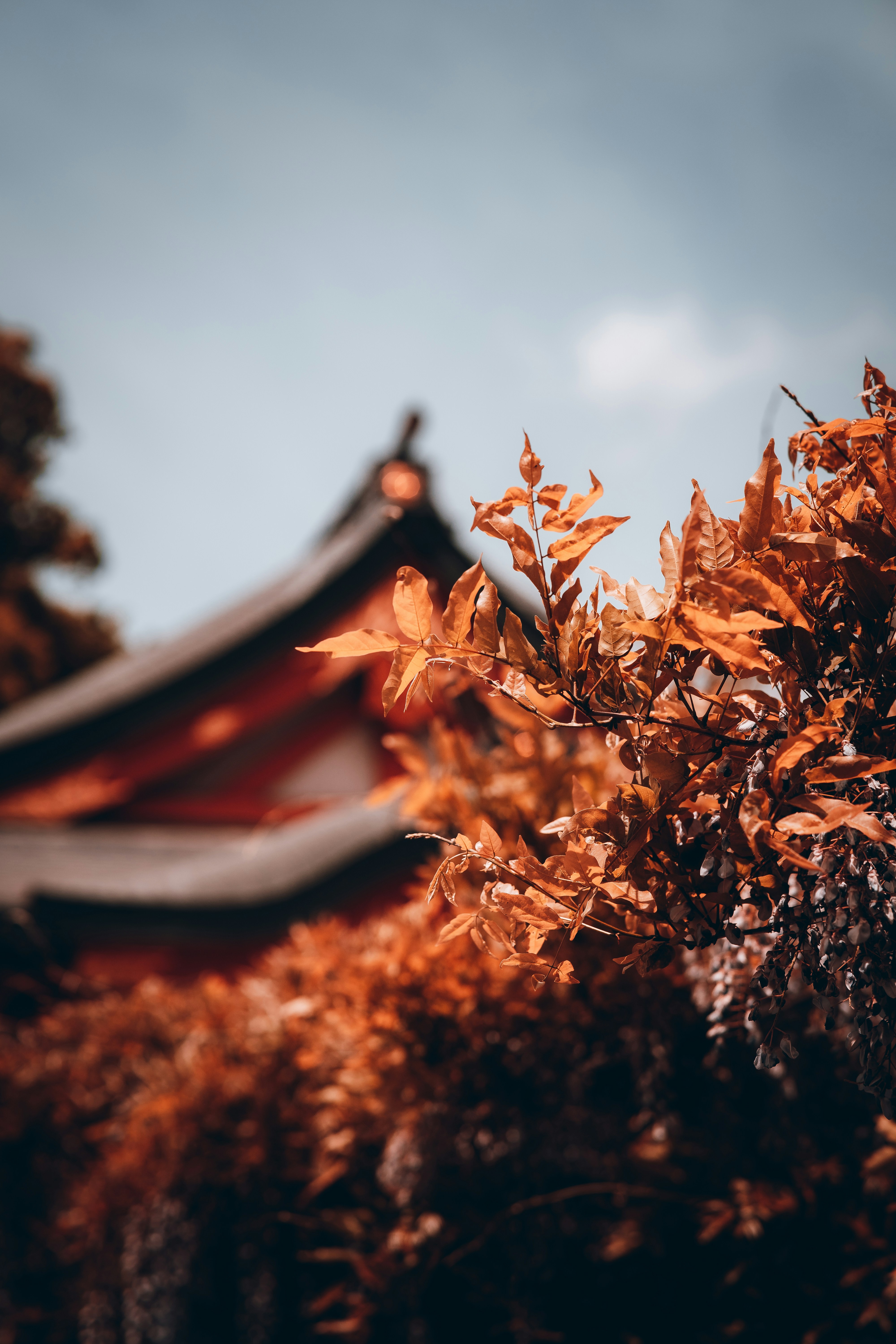 赤い屋根とその前に木がある建物