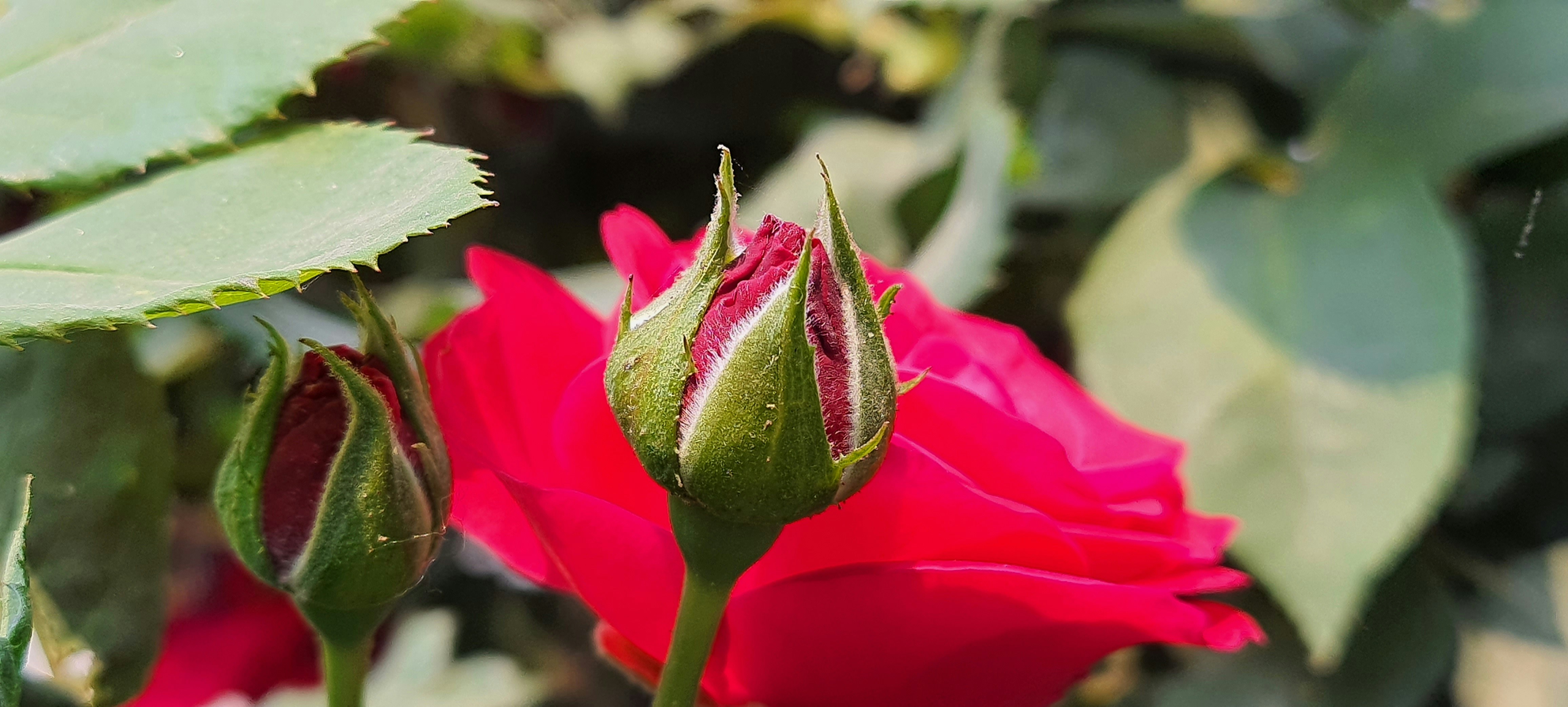 Photo by rajeshbhattarai