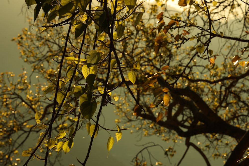 a tree with yellow leaves and water in the background