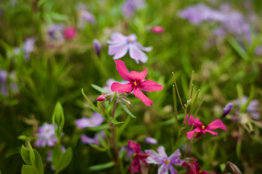 a bunch of pink and purple flowers in a field
