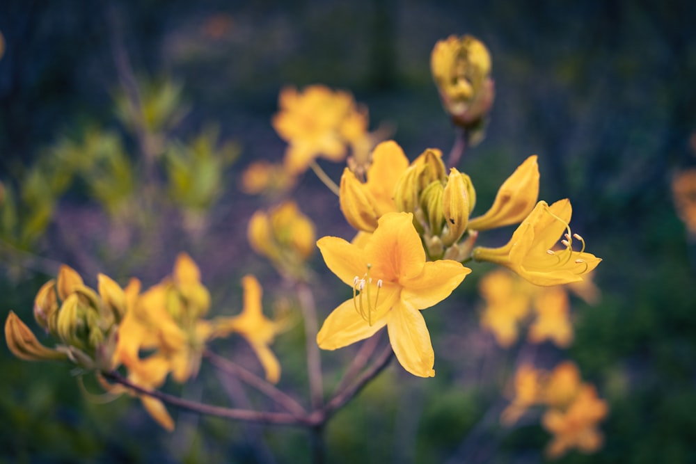 a bunch of yellow flowers that are in the grass