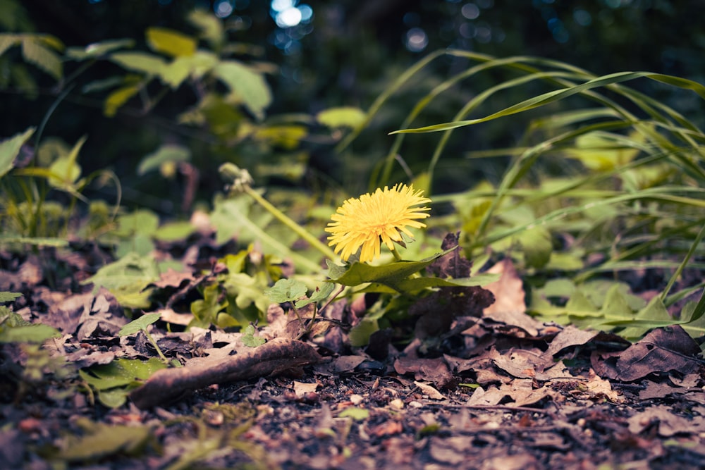a single dandelion in the middle of a forest