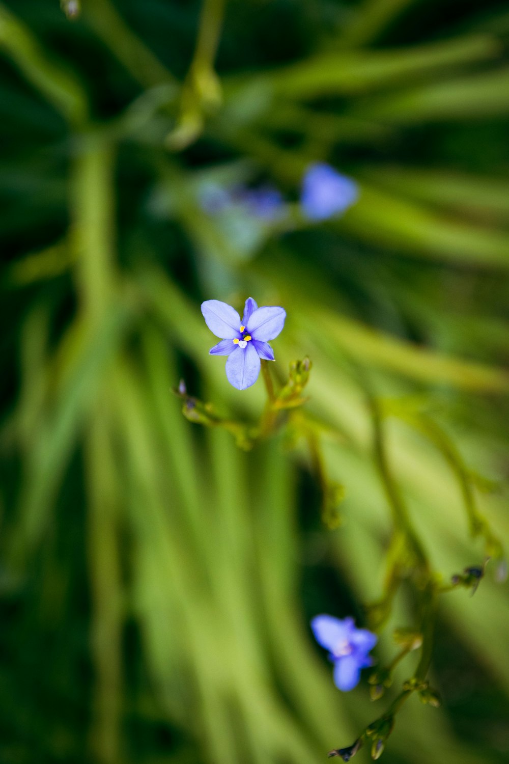 a close up of a blue flower on a plant