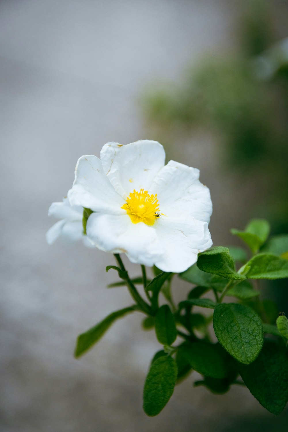 a white flower with a yellow center in a pot