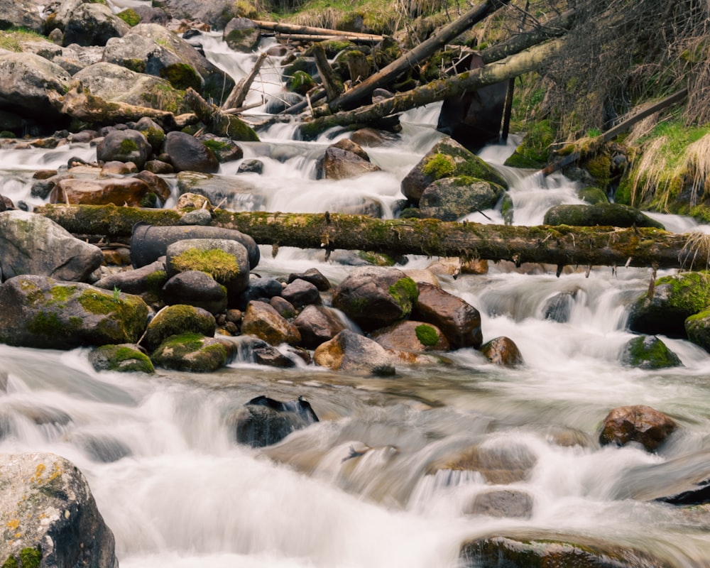 a stream running through a forest filled with lots of rocks