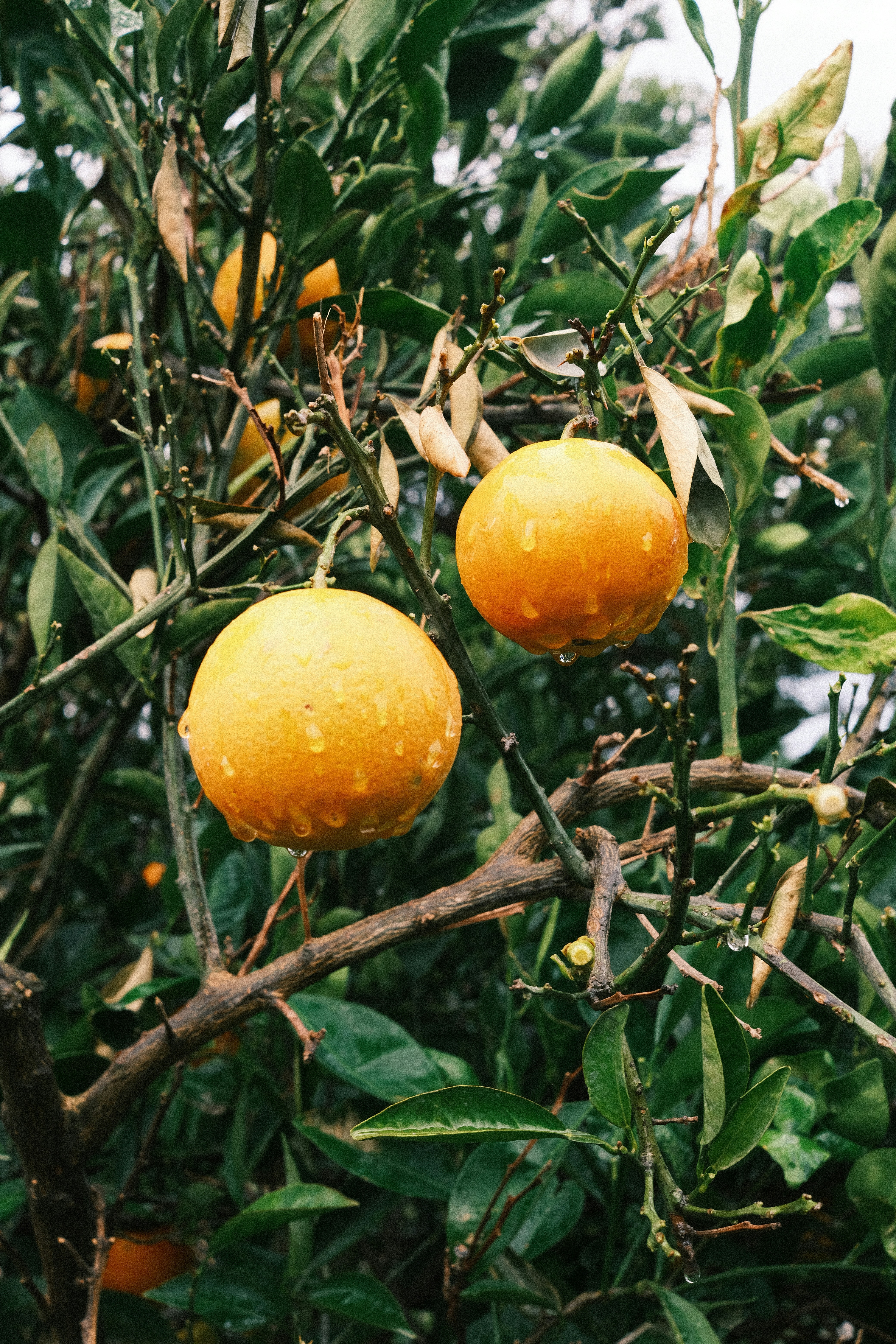 un par de naranjas que están en un árbol